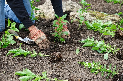 Graphic showing screen-reader friendly gardening information for Malden Rushett