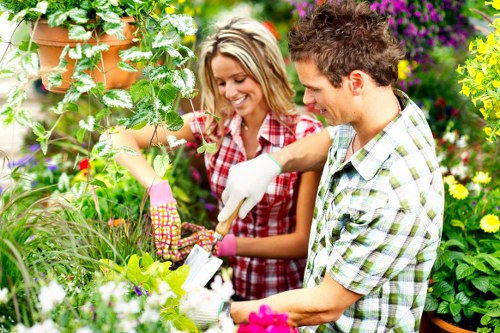 Weed control and overseeding for a healthier local lawn