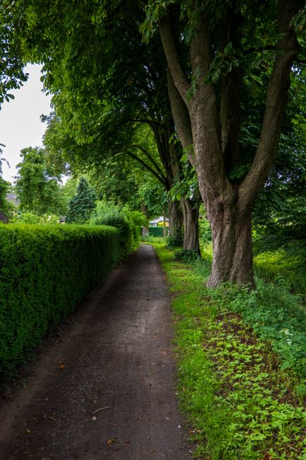A narrow, well-maintained dirt pathway lined with lush, green hedges on the left and mature trees with thick trunks and vibrant foliage on the right. The trees' branches extend overhead, creating a ca